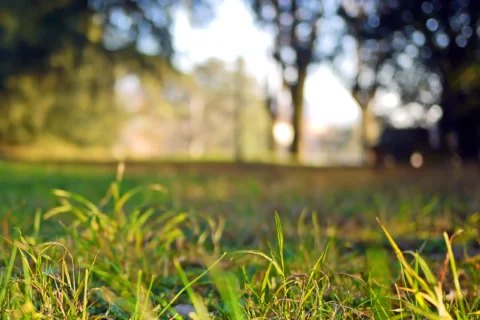 View of the distance from the ground through grass